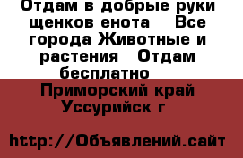 Отдам в добрые руки щенков енота. - Все города Животные и растения » Отдам бесплатно   . Приморский край,Уссурийск г.